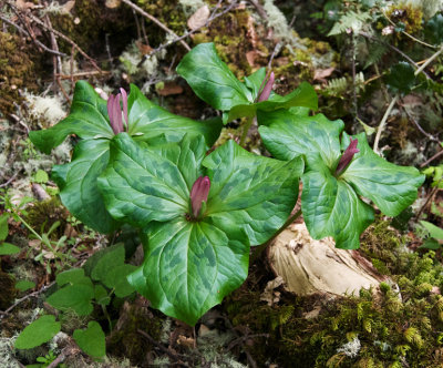 Trillium