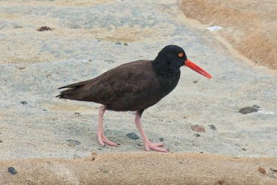 Black Oystercatcher