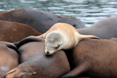 Sea Lion