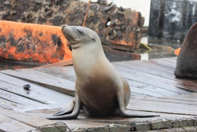 Sea Lion