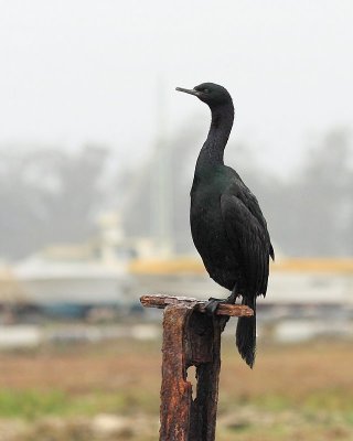Pelagic Cormorant