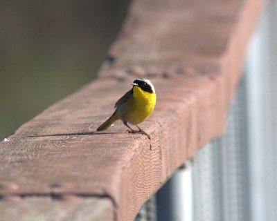 Common Yellowthroat