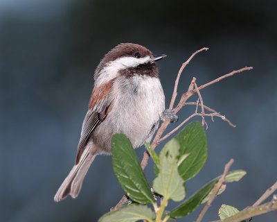 Chestnut-backed Chickadee