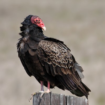 Turkey Vulture
