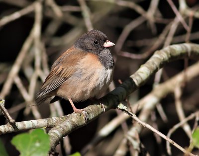 Dark-Eyed Junco