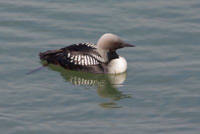 Pacific Loon