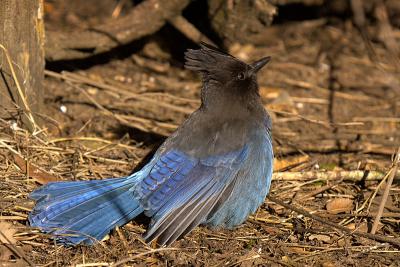 Steller's Jay