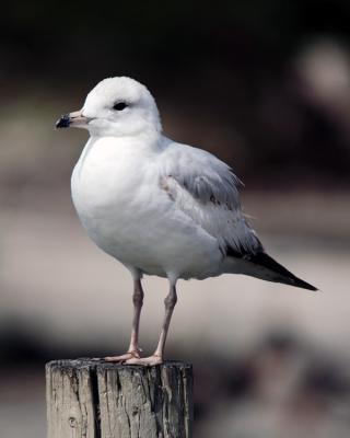 Gulls