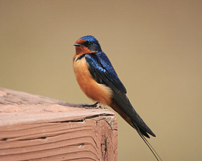 Barn Swallow