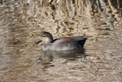 Gadwall (Male)