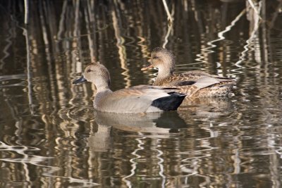 Gadwall