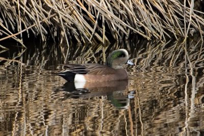 American Wigeon (Male)