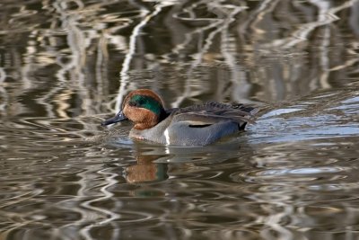 Green-winged Teal