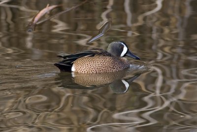 Blue-winged Teal (Male)