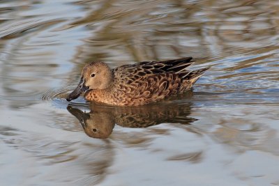 Cinnamon Teal (Female)