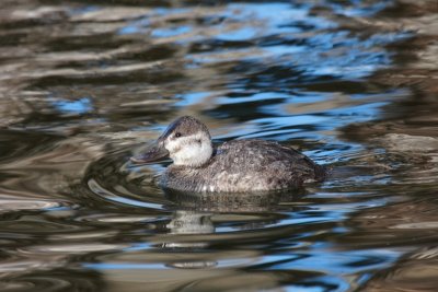 Ruddy Duck (Female)