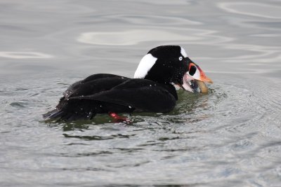 Surf Scoter (Male)