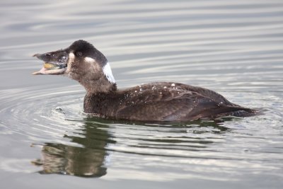 Surf Scoter (Female)