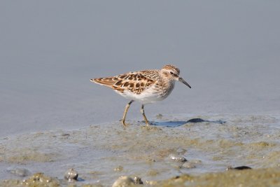 IMG_4452.JPG