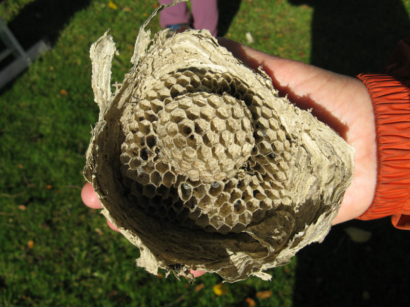 Wasp nest