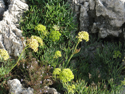 Cap Ferrat coastal vegetation