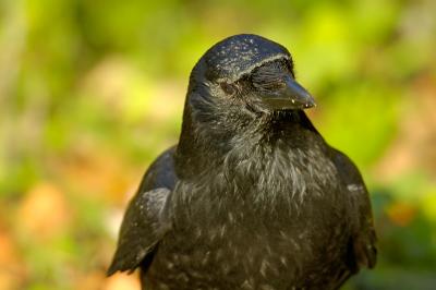 Carrion Crow