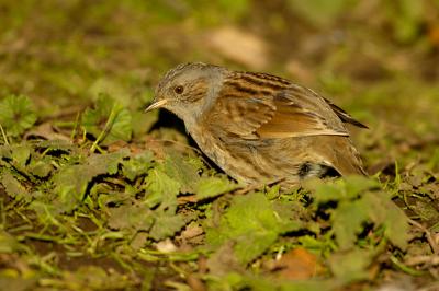 Dunnock