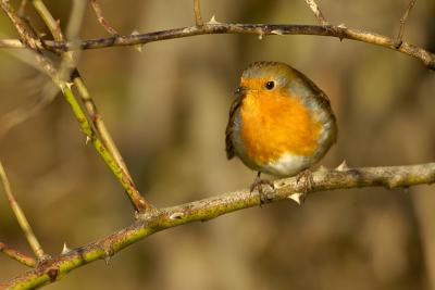 Robin