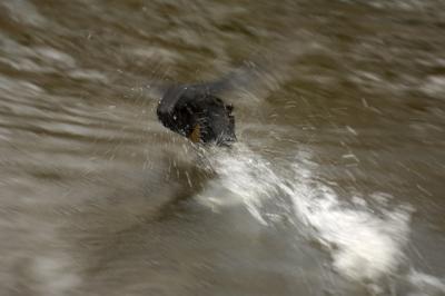 Coot (at speed)