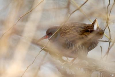 Water Rail