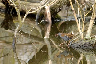 Water Rail