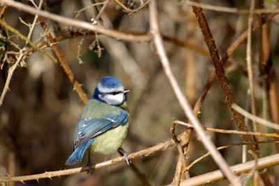 Blue Tit