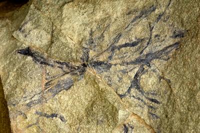 Fossilised Roots