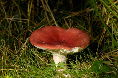 Russula fungi