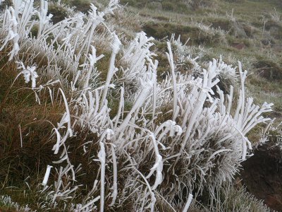 Ice fronds