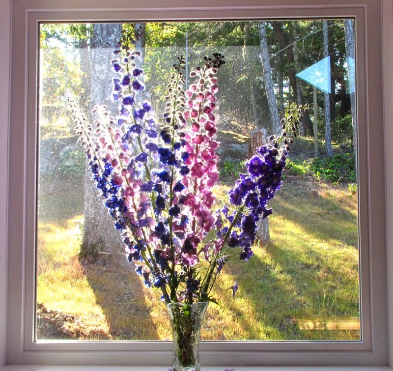 Delphiniums