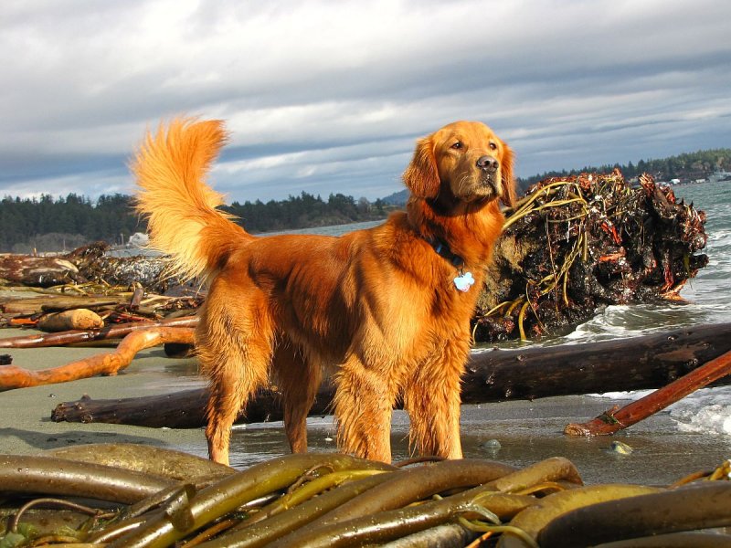 I AM THE ONLY DOG ON THE BEACH THEREFORE IT IS MY BEACH.