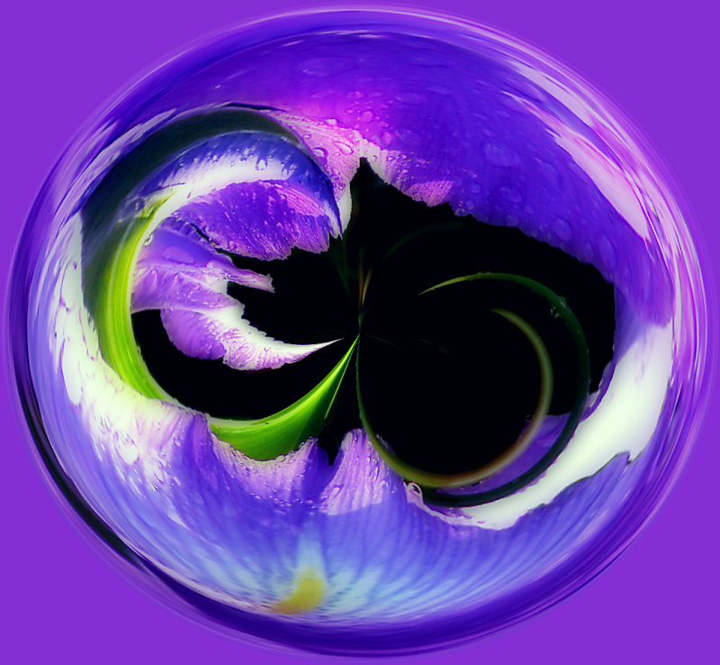Jos Iris Orb.