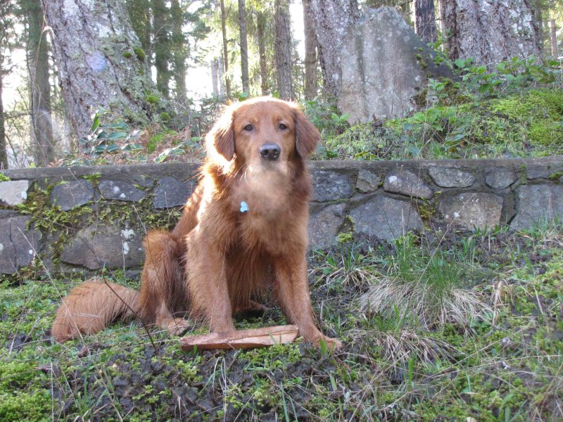 Well are you going to throw this stick or not?