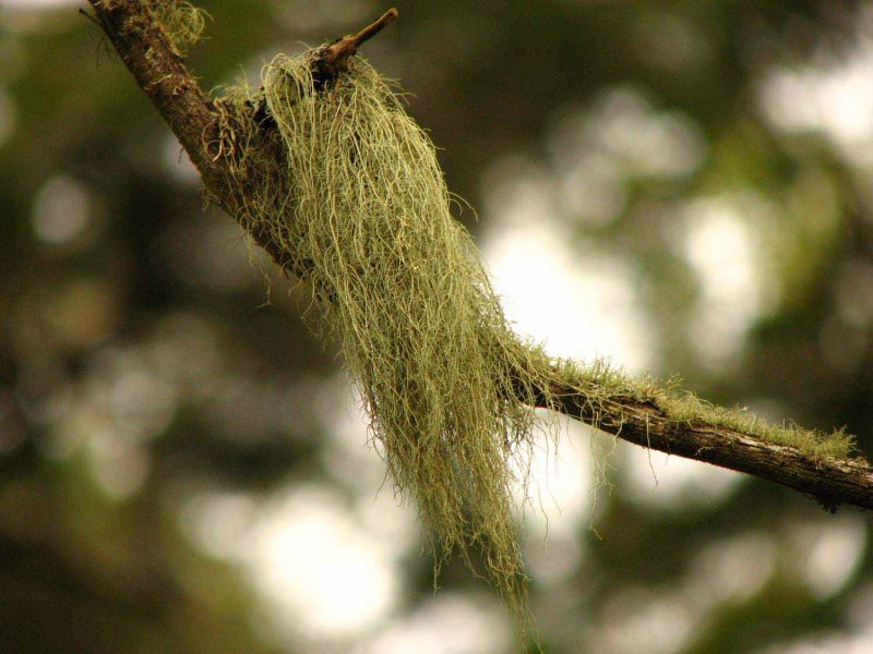 Old man's beard.