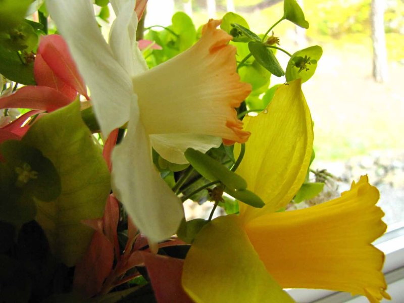 Some windowsill flowers.