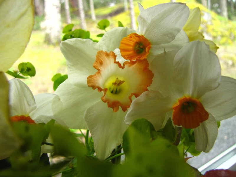 The large narcissus is one of my mum's bulbs.  