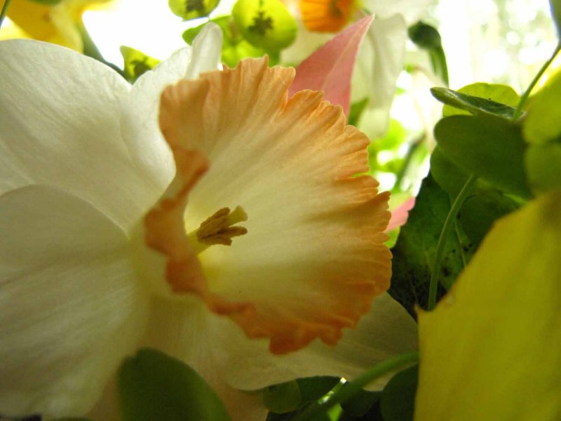 Narcissus.