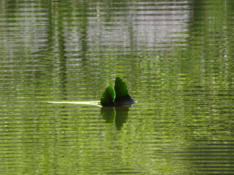 Wind blowing lily leaf across the pond.