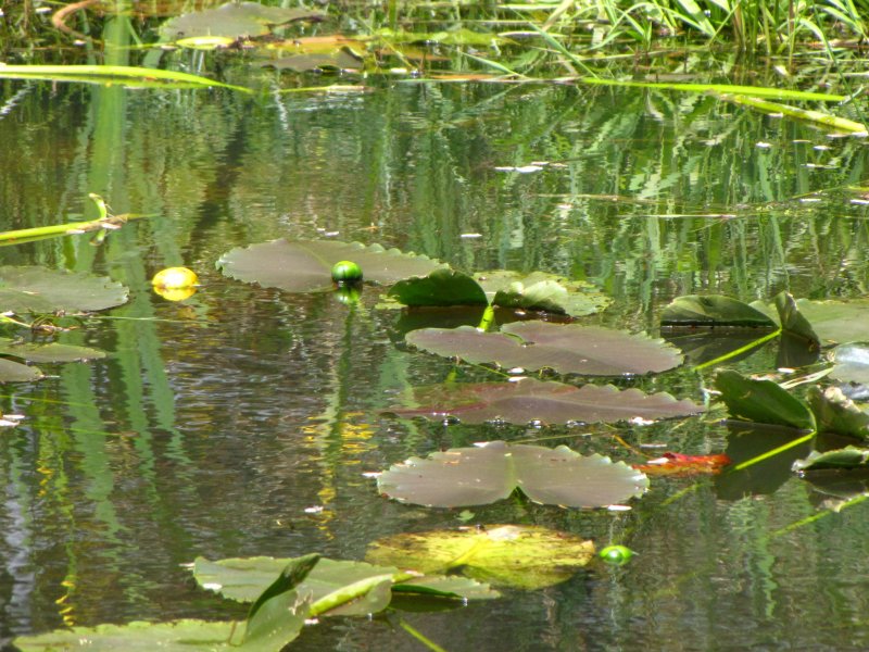 Lily stepping stones.