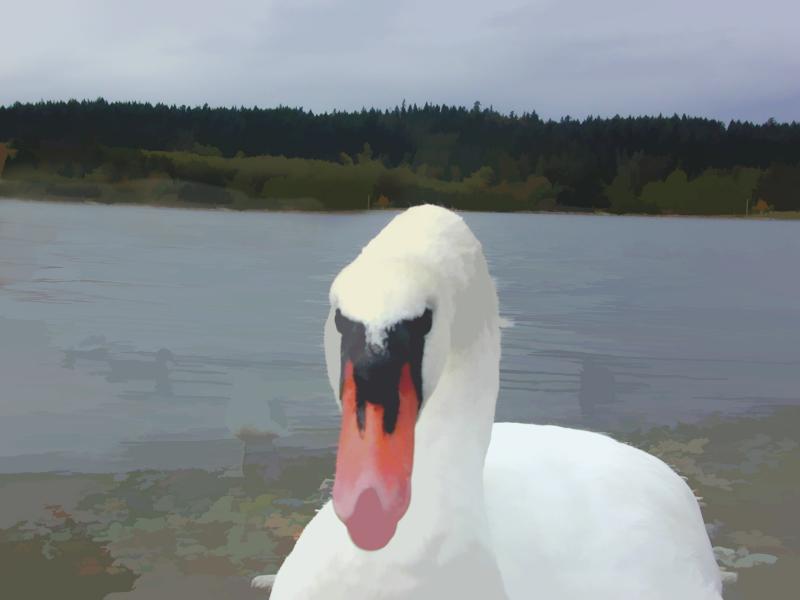 Swan at Esquimalt Lagoon