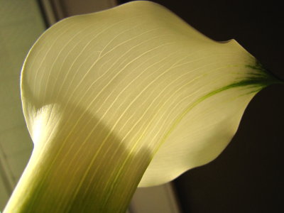 Morgan brought me calla lilies for Mother's Day.