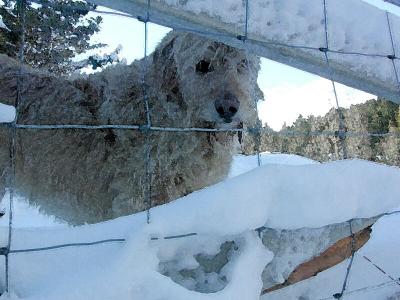 Frozen Dog