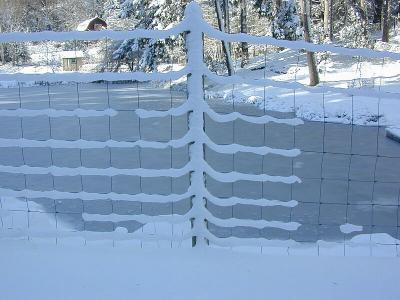Snow Tree