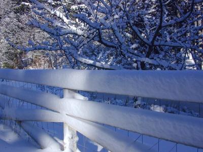 the fence